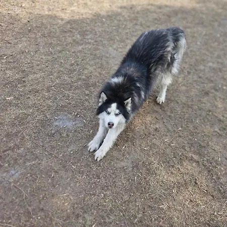 Guest house Goromania *